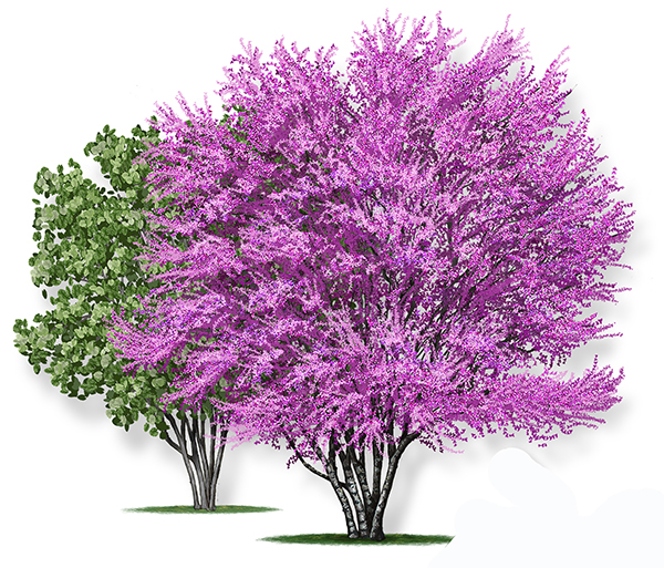 Tree with Flowering Buds and Tree with Leaves