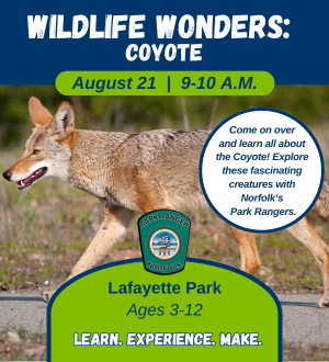 Wildlife Wonders Coyote_Web Spotlight